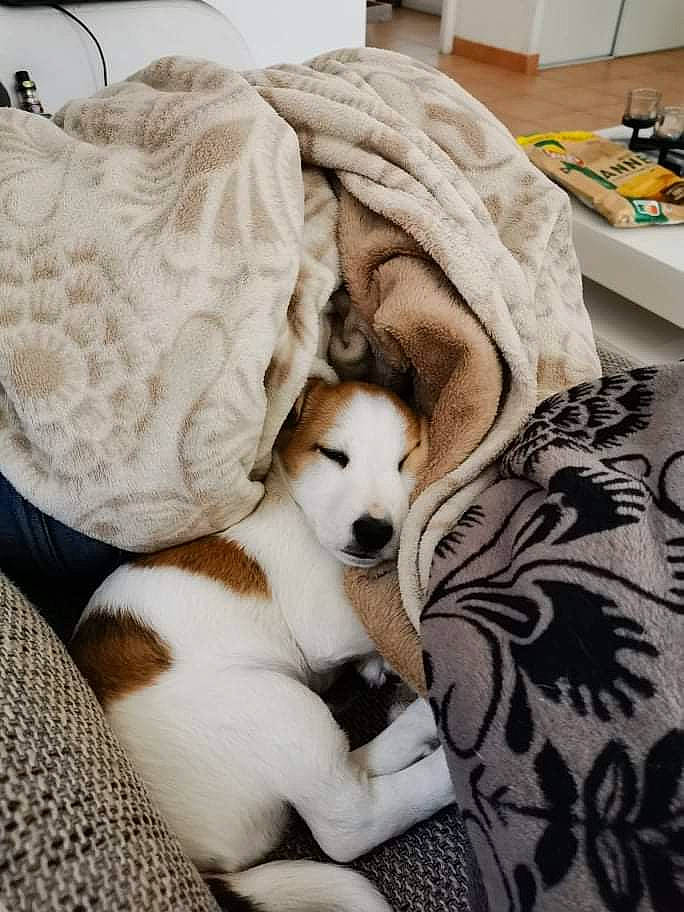 Turbo participe au concours pour gagner de l'argent avec cette photo : bed, bedding, carnivore, comfort, companion_dog, couch, dog, dog_breed, duvet, fawn, felidae, flooring, fur, linens, paw, room, small_to_medium_sized_cats, sporting_group, throw_pillow, whiskers