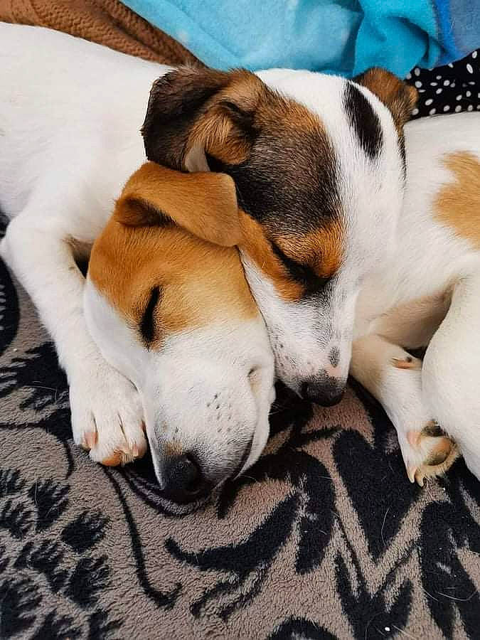 Turbo participe au concours pour gagner de l'argent avec cette photo : basenji, beagle, canidae, cardigan_welsh_corgi, carnivore, comfort, companion_dog, dog, dog_breed, fawn, fur, hound, nap, paw, puppy_love, scent_hound, sleep, snout, sporting_group, whiskers
