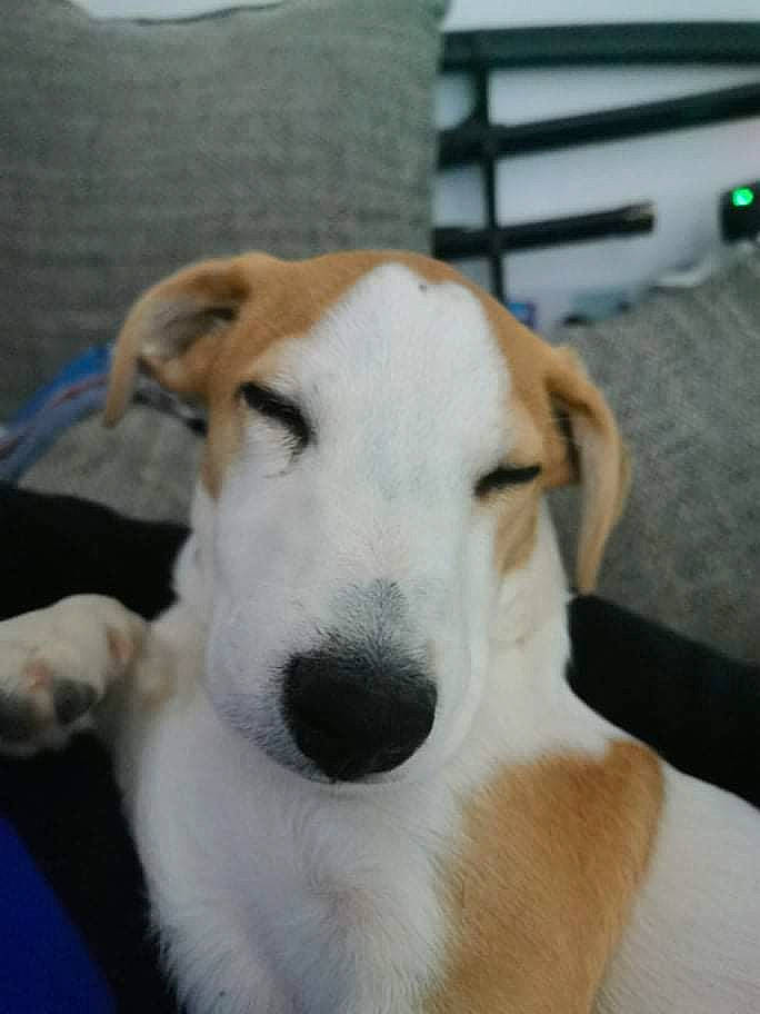 Turbo participe au concours pour gagner de l'argent avec cette photo : canidae, carnivore, chair, collar, comfort, companion_dog, couch, dog, dog_breed, fawn, flooring, fur, german_shorthaired_pointer, mammal, snout, sporting_group, terrestrial_animal, whiskers, working_animal, working_dog