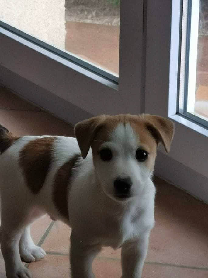 Turbo a rejoint le concours — aidez-le/la à gagner de superbes lots ! canidae, carnivore, companion_dog, dog, dog_breed, fawn, floor, flooring, fur, hardwood, paw, puppy, snout, sporting_group, tail, terrestrial_animal, whiskers, window, wood, working_animal