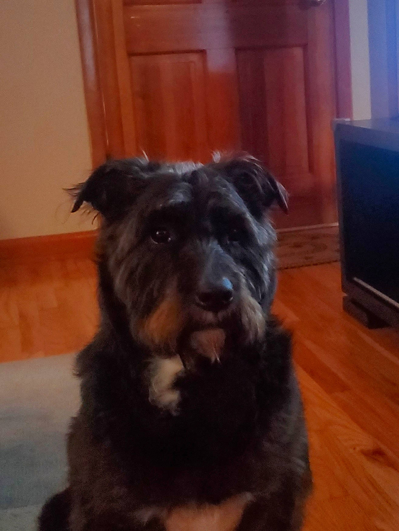 Marty is registered to the contest to win money with this photo: carnivore, companion_dog, dog, dog_breed, door, flooring, fur, hardwood, home_appliance, liver, small_terrier, snout, sporting_group, television, terrier, varnish, wood, working_animal, working_dog