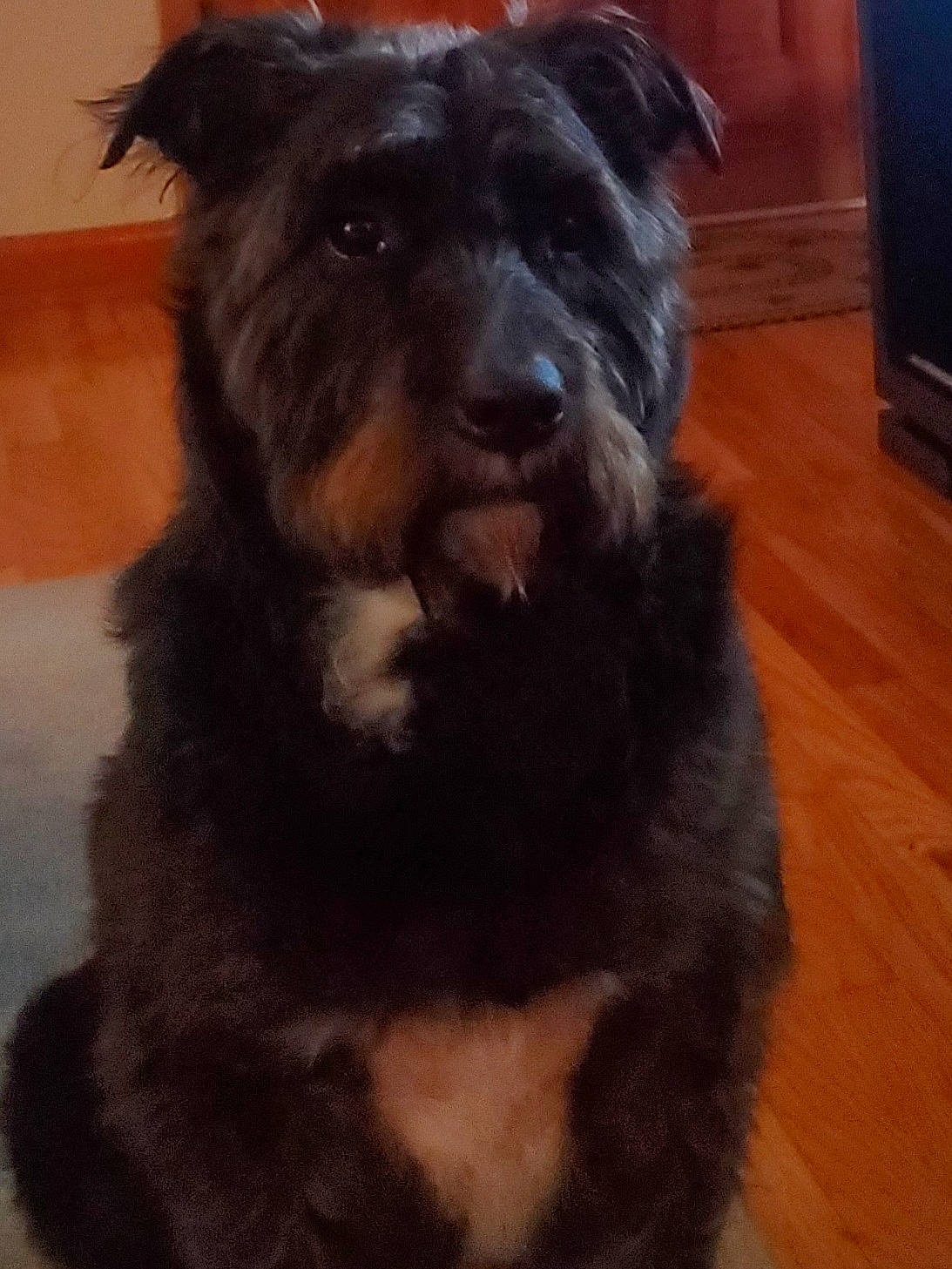 Marty joined the competition — help win amazing prizes! canidae, carnivore, companion_dog, dog, dog_breed, flooring, fur, hardwood, home_appliance, small_terrier, sporting_group, television, terrestrial_animal, terrier, varnish, wood, working_animal, working_dog