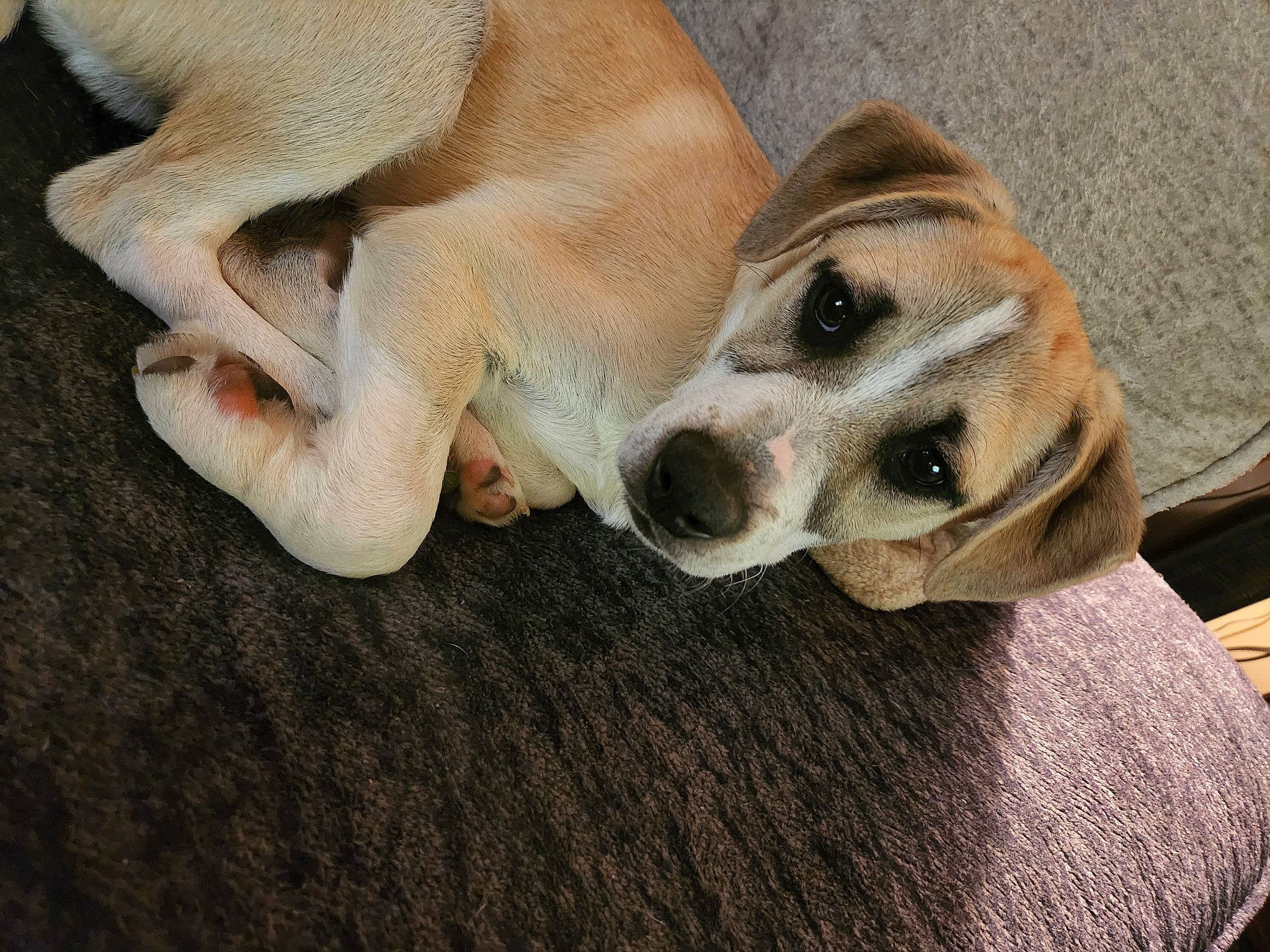 Luke joined the competition — help win amazing prizes! ball, carnivore, collar, comfort, companion_dog, dog, dog_breed, dog_collar, dog_supply, fawn, fur, non_sporting_group, paw, snout, sporting_group, street_dog, terrestrial_animal, whiskers, wood, working_animal