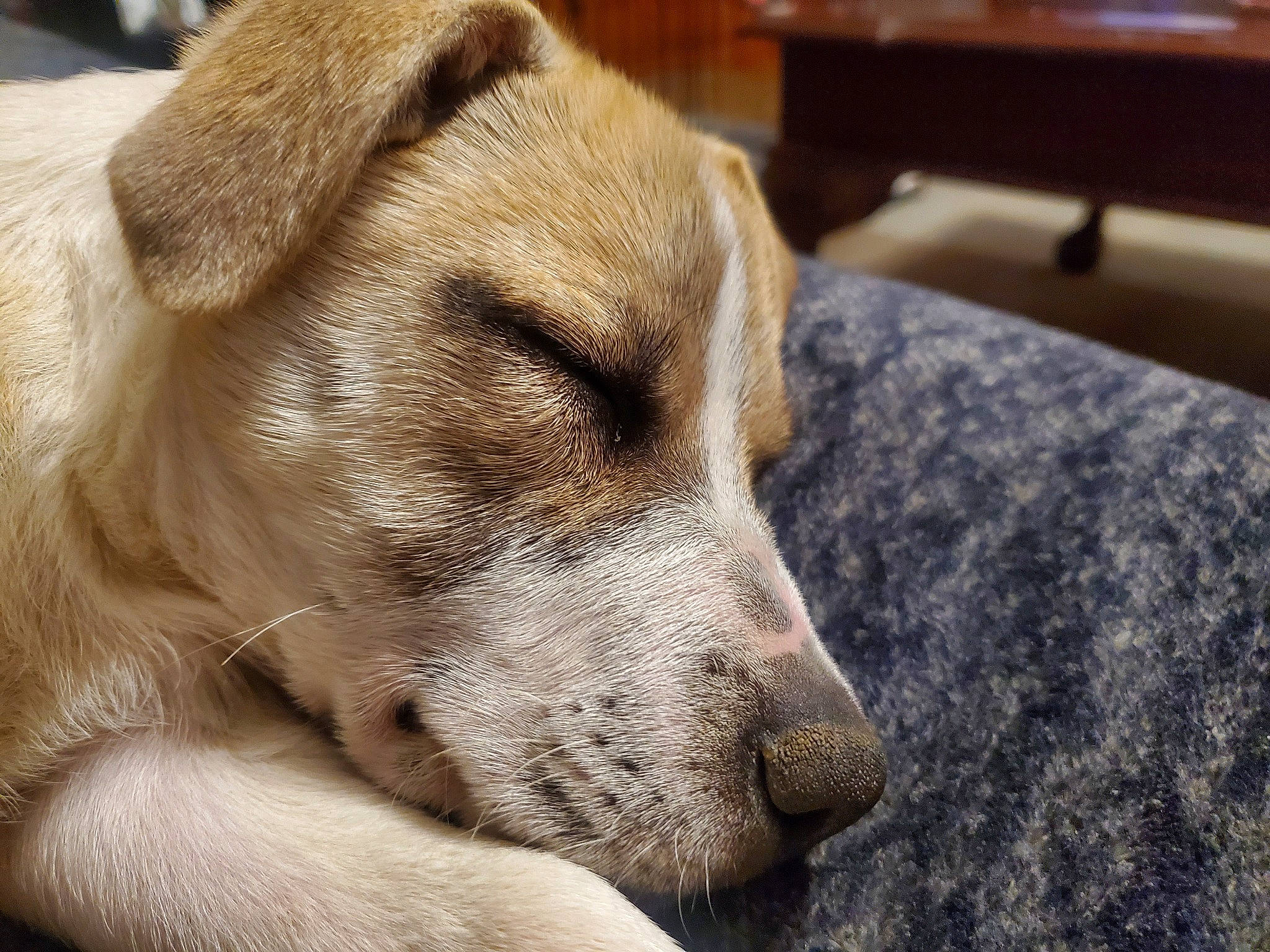 Luke is registered to the contest to win money with this photo: canidae, carnivore, companion_dog, dog, dog_breed, fawn, fur, non_sporting_group, snout, sporting_group, terrestrial_animal, whiskers, wood, working_animal