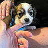 Beau is registered to the contest to win money with this photo: puppy, dog, small_dog, fluffy, brown_and_white, blue_harness, pet, animal, cute, portrait, close_up, whiskers, black_nose, dark_eyes, being_held, human_hand, cuddling, indoor, soft_fur, adorable