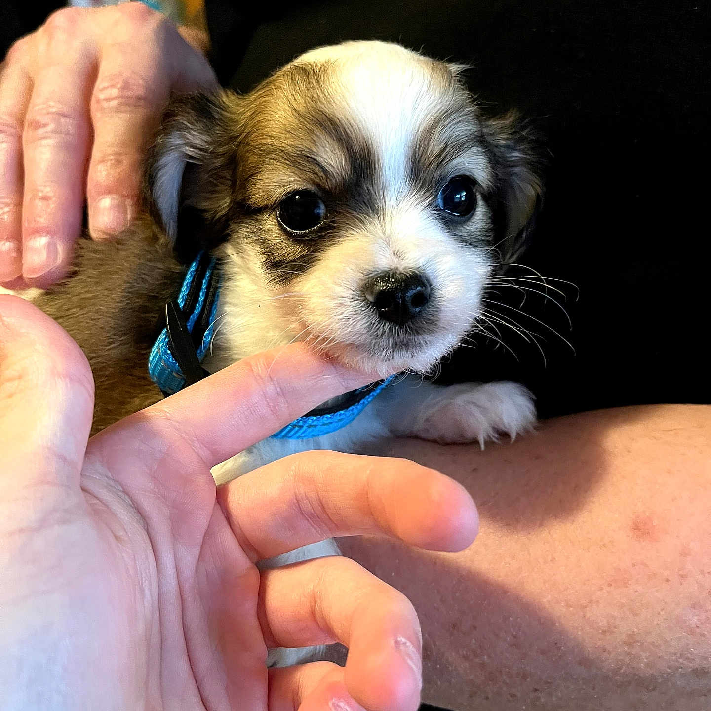 Beau