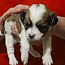puppy, dog, animal, pet, small_dog, white_fur, brown_fur, black_fur, floppy_ears, paws, muzzle, nose, sleepy, being_held, hands, portrait, close_up, red_background, indoor, cute