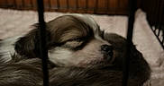 Beau joined the competition — help win amazing prizes! puppy, dog, sleeping, pet, animal, fluffy, fur, brown_and_white, closed_eyes, nose, muzzle, curled_up, crate, cage, blanket, bed, indoors, cozy, resting, portrait