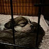 puppy, dog, sleeping, pet, animal, fluffy, fur, brown_and_white, closed_eyes, nose, muzzle, curled_up, crate, cage, blanket, bed, indoors, cozy, resting, portrait