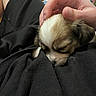 Beau joined the competition — help win amazing prizes! puppy, dog, sleeping, sleepy, small_dog, pet, animal, fur, brown_fur, white_fur, black_fur, floppy_ears, muzzle, whiskers, hand, petting, blanket, lap, cozy, indoor
