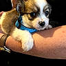 puppy, dog, small_dog, fluffy, brown_and_white, blue_collar, pet, animal, cute, adorable, portrait, close_up, lying_down, person, arm, hand, watch, indoors, black_background, fur