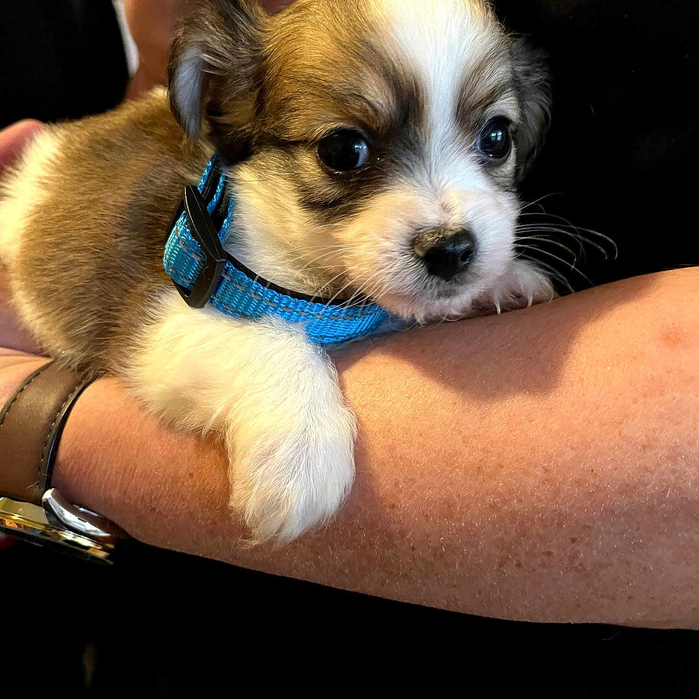 Beau