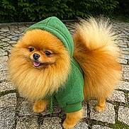 Pandora participe au concours pour gagner de l'argent avec cette photo : dog, pomeranian, fluffy, green_hoodie, pet, cute, outdoor, cobblestone, tail, fur, happy, tongue_out, animal, small_dog, walking, hood, canine, nature, leafy_background, portrait