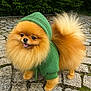 dog, pomeranian, fluffy, green_hoodie, pet, cute, outdoor, cobblestone, tail, fur, happy, tongue_out, animal, small_dog, walking, hood, canine, nature, leafy_background, portrait
