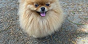 Pandora a rejoint le concours — aidez-le/la à gagner de superbes lots ! animal, canine, cute, daylight, dog, fluffy, forest_floor, fur, happy, mammal, nature, outdoor, pet, pine_needles, pomeranian, small_dog, smiling, sunlight, tongue_out, walking_surface