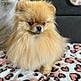 Pandora a rejoint le concours — aidez-le/la à gagner de superbes lots ! adorable, animal, blanket, canine, companion, cozy, cute, cute_pet, dog, domestic, fluffy, fur, heart_pattern, indoor, pet, pomeranian, portrait, sitting, small_dog, soft