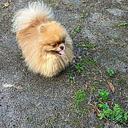 Pandora participe au concours pour gagner de l'argent avec cette photo : animal, canine, cute, daylight, dog, fluffy, friendly, fur, grass, ground, happy, mammal, nature, outdoor, pet, plants, pomeranian, small_dog, tongue_out, walking