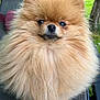 Pandora participe au concours pour gagner de l'argent avec cette photo : animal, brown_fur, calm, chair, companion, cute, dog, eyes, face, fluffy, fur, furry, nose, outdoor, pet, pomeranian, portrait, sitting, small_dog, whiskers
