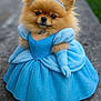 Pandora participe au concours pour gagner de l'argent avec cette photo : adorable, animal, blue_dress, costume, cute, dog, fancy, fluffy, fur, glitter, gloves, headwear, outdoor, pet, pomeranian, portrait, princess, sitting, small_dog, tiara