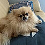 animal, companion, cozy, cushion, cute, dog, face, fluffy, fur, home, indoor, light_brown, lying_down, pet, pillow, pomeranian, relaxed, small_dog, sofa, tongue_out