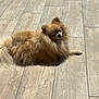 animal, brown_fur, canine, companion, cute, daylight, dog, fluffy, fur, greenery, looking_back, nature, outdoor, pet, pomeranian, portrait, relaxed, small_dog, sunlight, wooden_floor