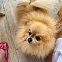 animal, brown_fur, closeup, cute, dog, domestic_animal, fluffy, footwear, fur, indoor, looking_up, pet, pet_owner, pink_sandals, pomeranian, purple_nail_polish, small_dog, tail, toes, wooden_floor