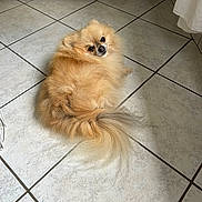 Ouiny participe au concours pour gagner de l'argent avec cette photo : animal, beige_sofa, companion, cozy, curious, curtain, cute, dog, domestic, fluffy, furry, home, indoor, looking_back, pet, pomeranian, resting, small_dog, tail, tile_floor
