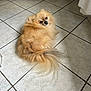 animal, beige_sofa, companion, cozy, curious, curtain, cute, dog, domestic, fluffy, furry, home, indoor, looking_back, pet, pomeranian, resting, small_dog, tail, tile_floor