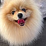 Prunelle a rejoint le concours — aidez-le/la à gagner de superbes lots ! adorable, animal, canine, closeup, companion, cute, dog, domestic_animal, face, fluffy, friendly, fur, happy, indoors, pet, pomeranian, portrait, small_dog, smiling, tongue_out