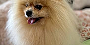 Prunelle a rejoint le concours — aidez-le/la à gagner de superbes lots ! animal, blanket, companion, cute, cute_pet, dog, domestic_animal, fluffy, friendly, fur, happy, indoor, mammal, pet, pomeranian, portrait, sitting, small_dog, soft, tongue_out