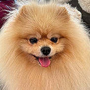 Prunelle participe au concours pour gagner de l'argent avec cette photo : adorable, animal, canine, close_up, cute, dog, domestic_animal, face, fluffy, friendly, fur, furry, happy, indoors, mammal, pet, pomeranian, portrait, small_dog, tongue_out