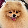 adorable, animal, canine, close_up, cute, dog, domestic_animal, face, fluffy, friendly, fur, furry, happy, indoors, mammal, pet, pomeranian, portrait, small_dog, tongue_out