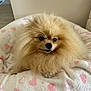 Prunelle a rejoint le concours — aidez-le/la à gagner de superbes lots ! animal, blanket, comfort, cozy, cute, dog, eyes, face, fluffy, fur, heart_pattern, home, indoor, lying_down, nose, pet, pomeranian, resting, small_dog, soft_texture