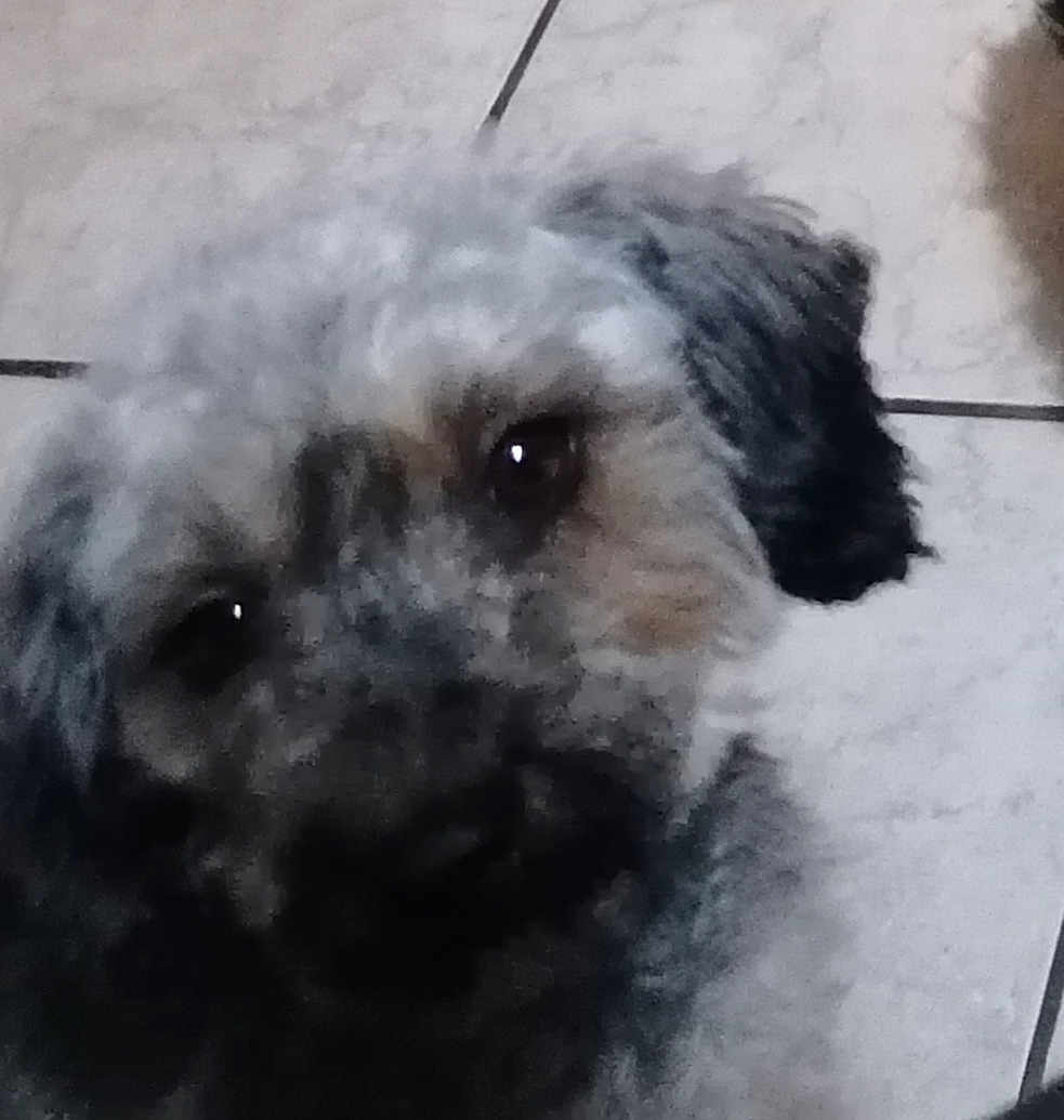 Maggy