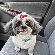 Kiki joined the competition — help win amazing prizes! car, collar, companion_animal, cute, dog, fluffy, gray_fur, groomed, indoors, looking_at_camera, passenger_seat, pet, portrait, red_bow, road_trip, shih_tzu, sitting, small_dog, vehicle_interior, white_fur