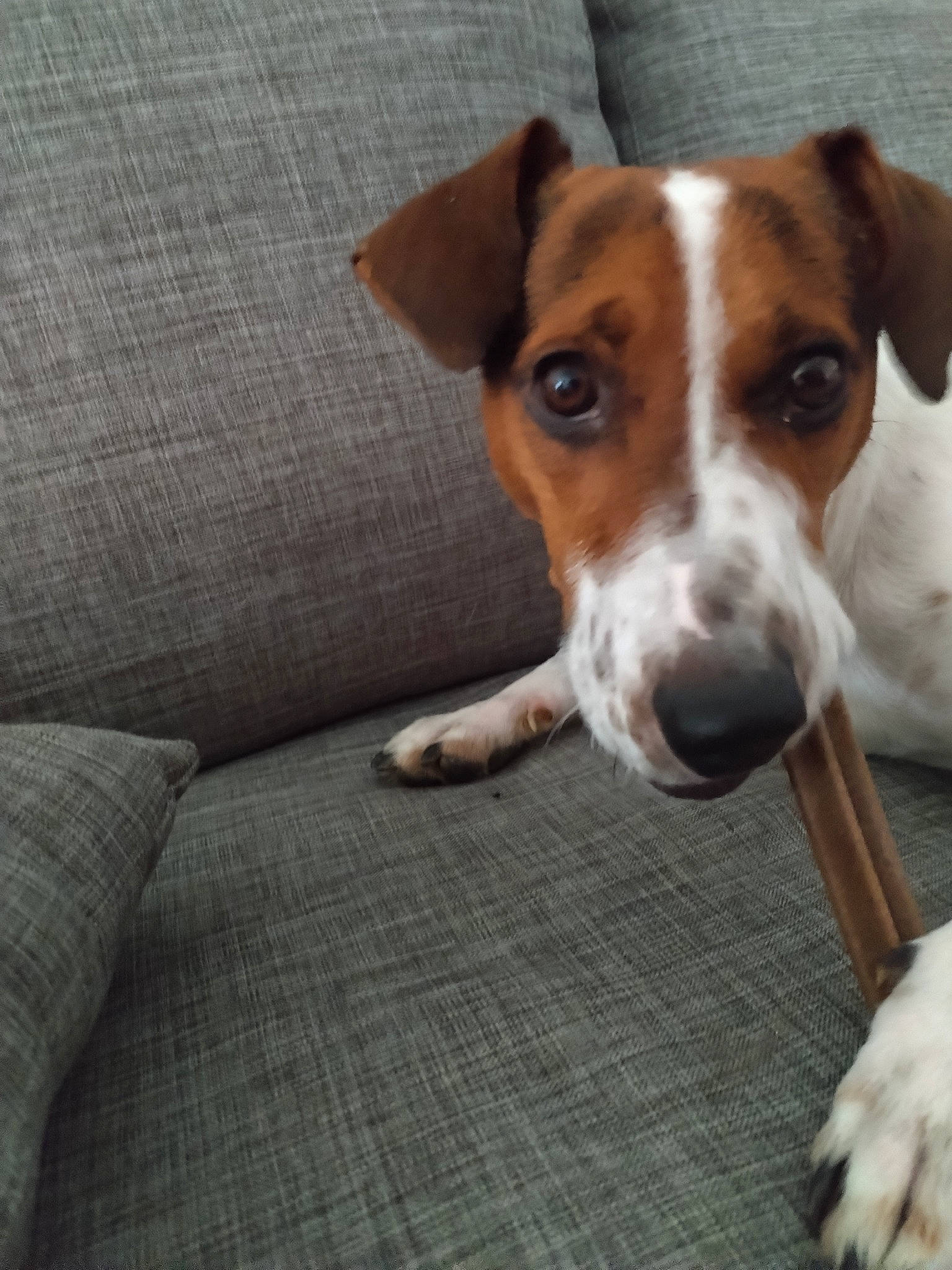 Guismo a rejoint le concours — aidez-le/la à gagner de superbes lots ! canidae, carnivore, collar, comfort, companion_dog, dog, dog_breed, dog_supply, fawn, hound, hunting_dog, irishjacks, non_sporting_group, puppy, snout, sporting_group, tail, terrestrial_animal, whiskers, working_animal