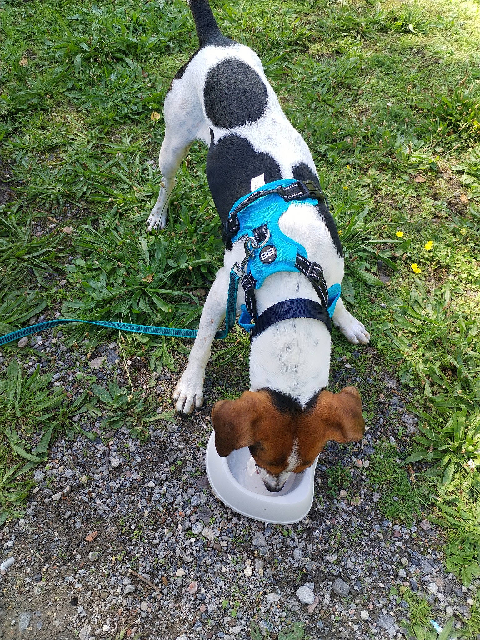 Guismo a rejoint le concours — aidez-le/la à gagner de superbes lots ! adventure, canidae, carnivore, collar, companion_dog, dog, dog_breed, dog_collar, dog_supply, fawn, grass, hound, leash, mammal, pet_supply, plant, scent_hound, snout, tail, vertebrate