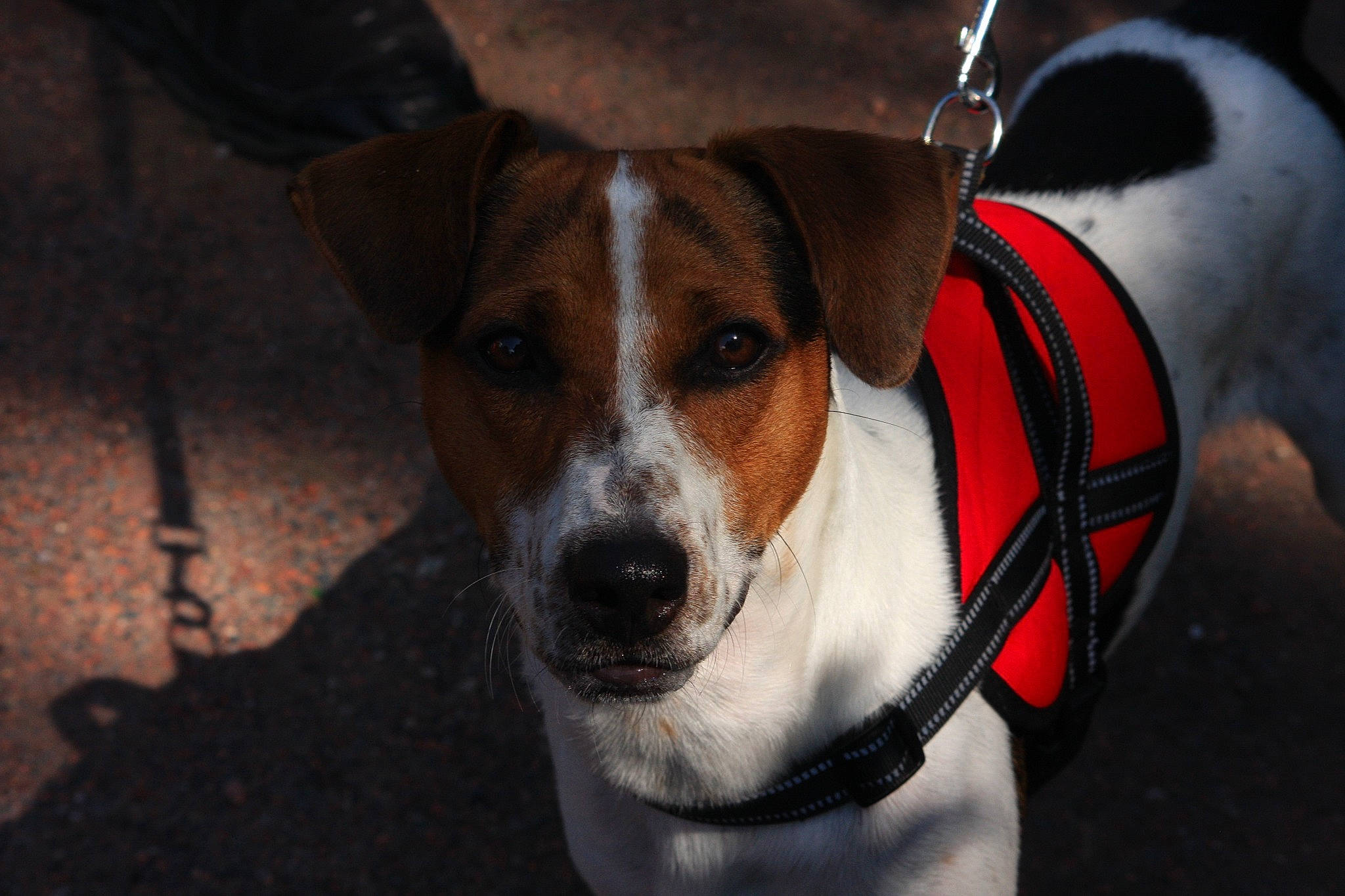 Guismo participe au concours pour gagner de l'argent avec cette photo : ancient_dog_breeds, canidae, carnivore, collar, companion_dog, dog, dog_breed, dog_clothes, dog_collar, dog_supply, fashion_accessory, fawn, irishjacks, leash, pet_supply, snout, sporting_group, terrier, whiskers, working_animal