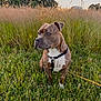 dog, brindle, grass, field, wildflowers, sunset, trees, outdoor, nature, pet, animal, sitting, leash, collar, greenery, sky, peaceful, canine, summer, daylight
