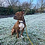 dog, brown_dog, white_chest, leash, frost, grass, outdoor, winter, trees, sky, nature, pet, canine, sitting, alert, daytime, park, cold, leafless_trees, animal