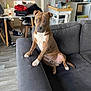 dog, brindle, couch, living_room, indoor, furniture, table, chair, clothing, folded_clothes, floor, window, kitchen, appliance, person, footwear, socks, plastic_bottle, plant, curious