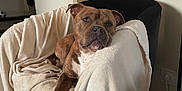Uzzi a rejoint le concours — aidez-le/la à gagner de superbes lots ! dog, brown_dog, blanket, chair, indoor, relaxed, pet, canine, fur, paw, home, cozy, furniture, resting, domestic_animal, living_room, floor, door, light, shadow