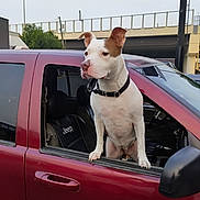 Ginger is registered to the contest to win money with this photo: dog, canine, white_dog, brown_patches, standing, vehicle, jeep, red_car, car_window, open_window, collar, outdoor, city, urban, overpass, roadway, parking, portrait, daylight, funny