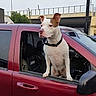 dog, canine, white_dog, brown_patches, standing, vehicle, jeep, red_car, car_window, open_window, collar, outdoor, city, urban, overpass, roadway, parking, portrait, daylight, funny