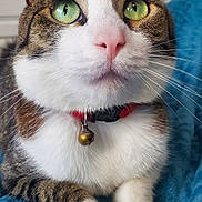 Kiyo participe au concours pour gagner de l'argent avec cette photo : cat, close_up, green_eyes, pink_nose, bell_collar, tabby, white_paws, whiskers, fur, pet, indoor, cozy, blanket, cute, animal, domestic_cat, relaxed, portrait, feline, alert