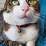 cat, close_up, green_eyes, pink_nose, bell_collar, tabby, white_paws, whiskers, fur, pet, indoor, cozy, blanket, cute, animal, domestic_cat, relaxed, portrait, feline, alert