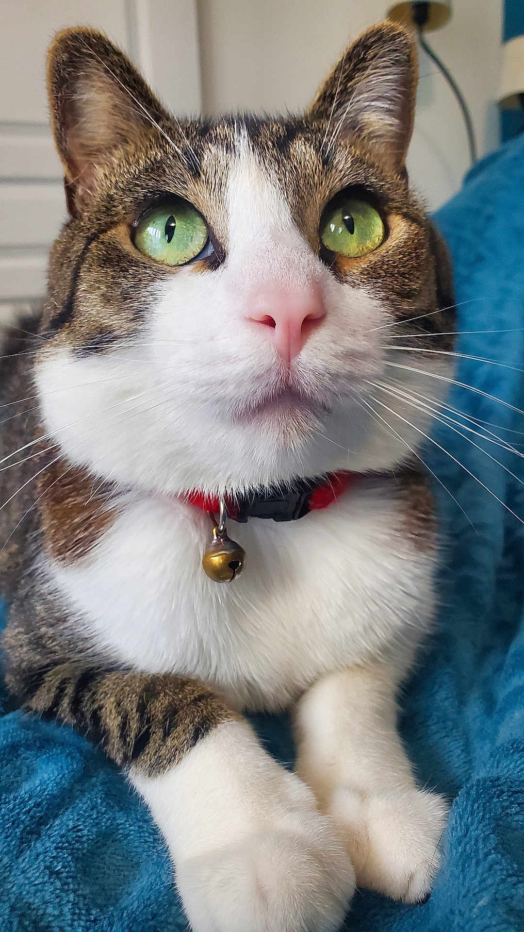 Kiyo participe au concours pour gagner de l'argent avec cette photo : cat, close_up, green_eyes, pink_nose, bell_collar, tabby, white_paws, whiskers, fur, pet, indoor, cozy, blanket, cute, animal, domestic_cat, relaxed, portrait, feline, alert