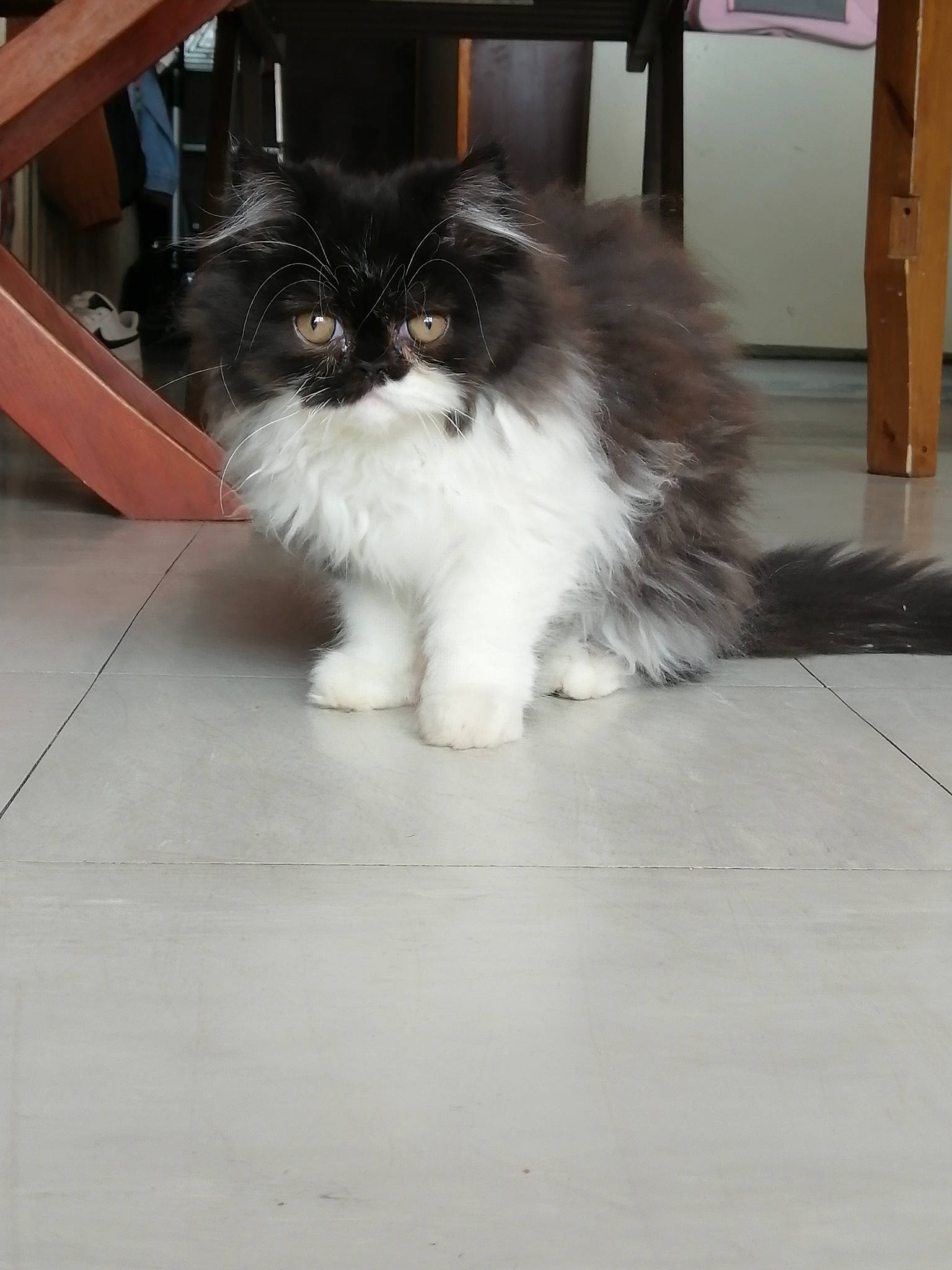 Samba participe au concours pour gagner de l'argent avec cette photo : canidae, carnivore, cat, companion_dog, dog_breed, felidae, floor, flooring, foot, fur, hardwood, laminate_flooring, small_to_medium_sized_cats, snout, sporting_group, tail, terrestrial_animal, tile_flooring, whiskers, wood