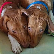 S'Ghetti And Notoe joined the competition — help win amazing prizes! dog, brown_dog, collar, red_collar, blue_collar, pet, animal, snuggle, resting, close_up, two_dogs, canine, fur, paw, indoor, companion, cute, friendship, laying, face