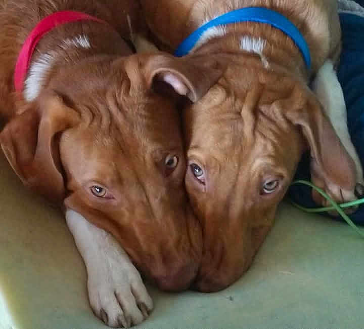 S'Ghetti And Notoe joined the competition — help win amazing prizes! dog, brown_dog, collar, red_collar, blue_collar, pet, animal, snuggle, resting, close_up, two_dogs, canine, fur, paw, indoor, companion, cute, friendship, laying, face